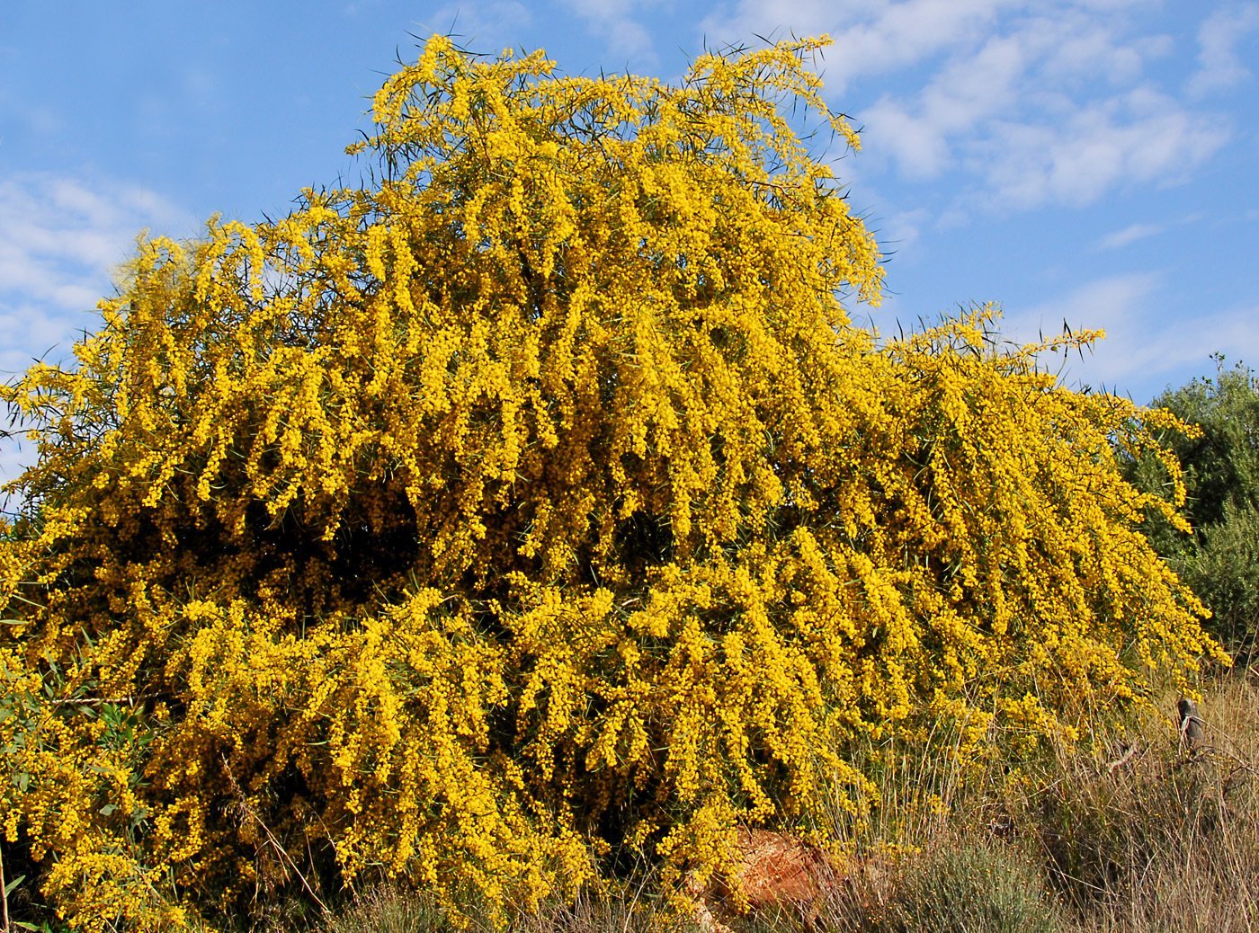 acacia