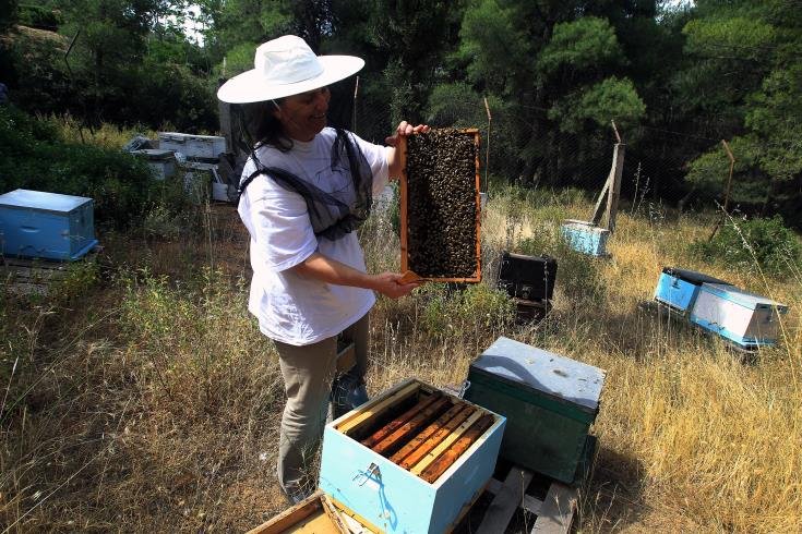 image Dherynia wants beekeepers to use land near buffer zone