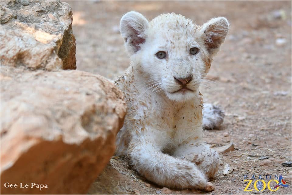image Pafos zoo entices visitors after months of lockdown