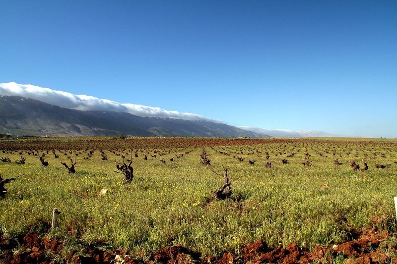 image In Lebanon, fruit withers on the vine; drug smuggling has closed markets