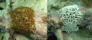 coral mortality