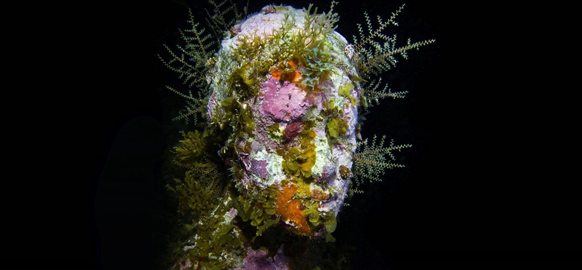 feature nick corals are encouraged to grow on the sculptures
