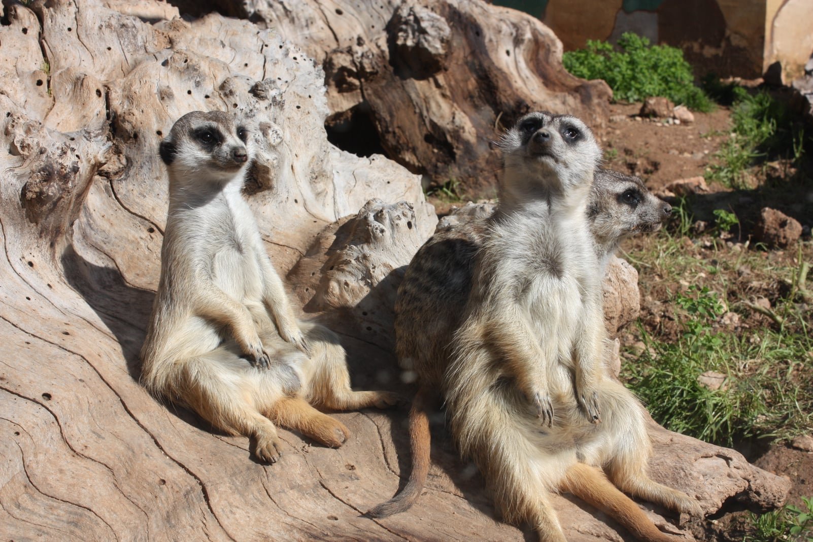 meercats