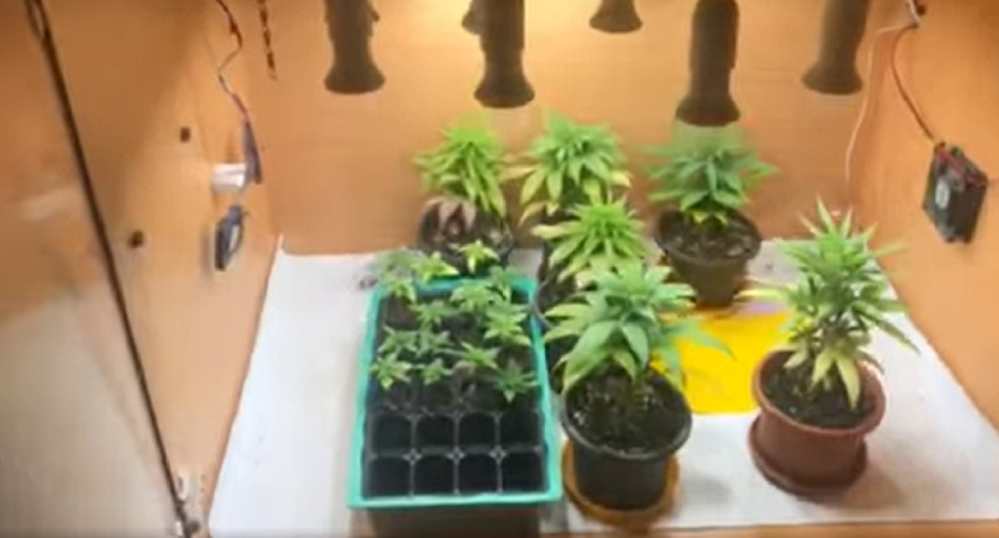 image Arrest after cannabis nursery found in Limassol
