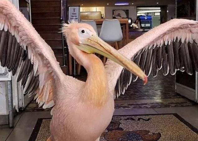 image New pelican takes over at Paphos harbour