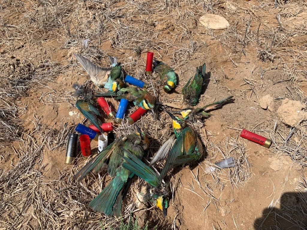 image BirdLife concerned over spike in shooting of protected birds