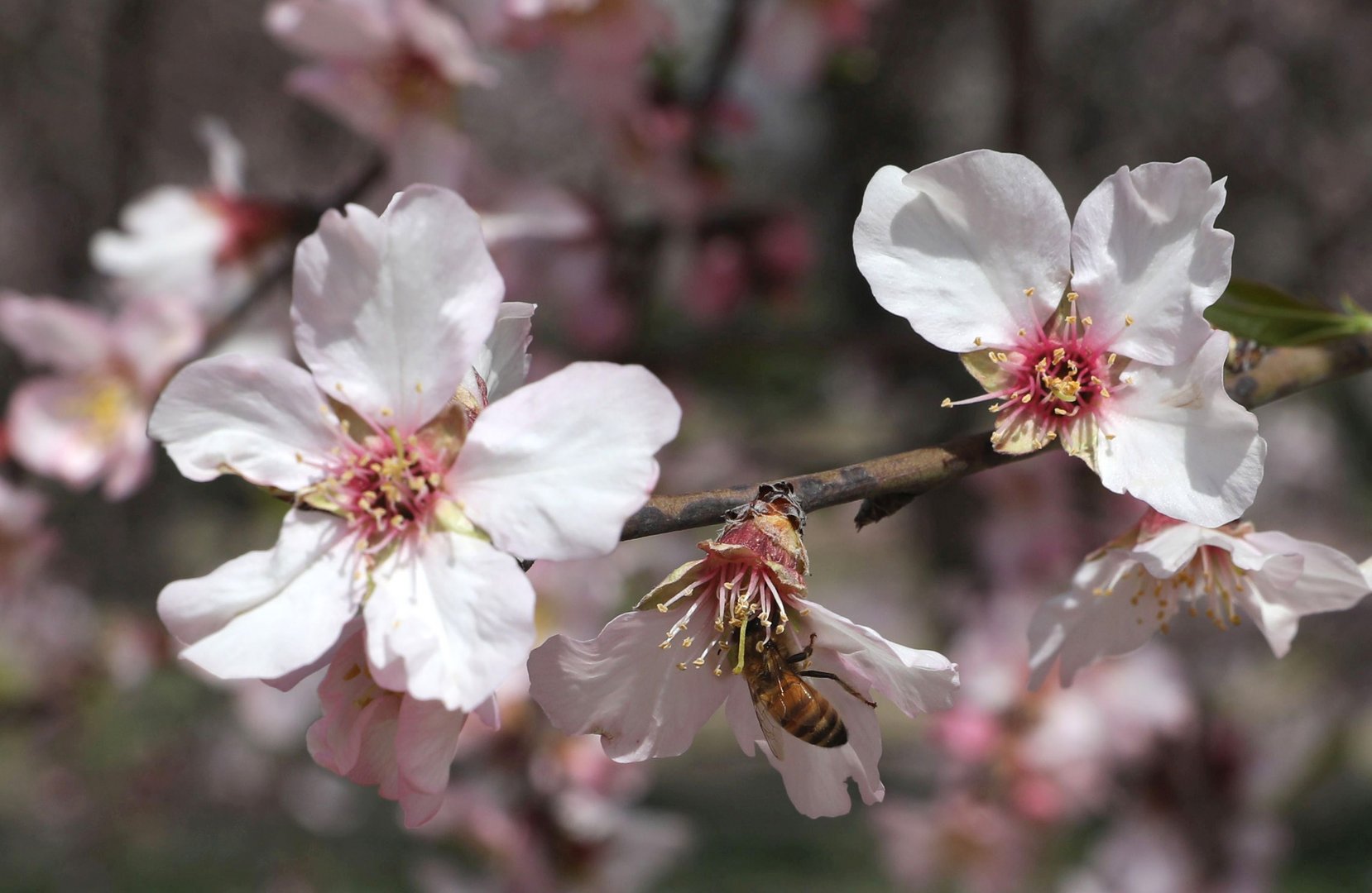 image Bees in the Netherlands trained to detect Covid-19 infections