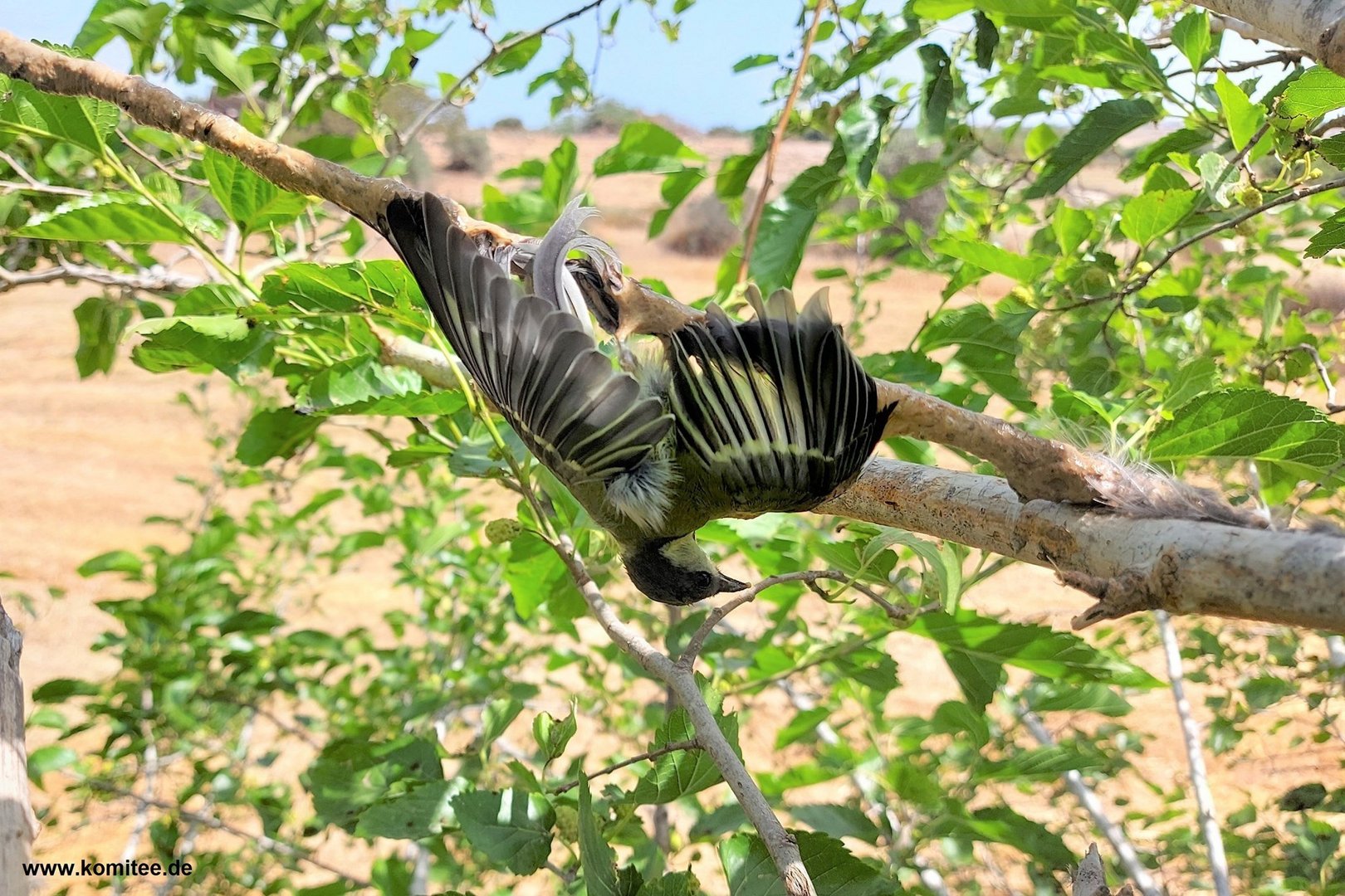 image Bird trapper fined €9,200 after being videoed using limesticks