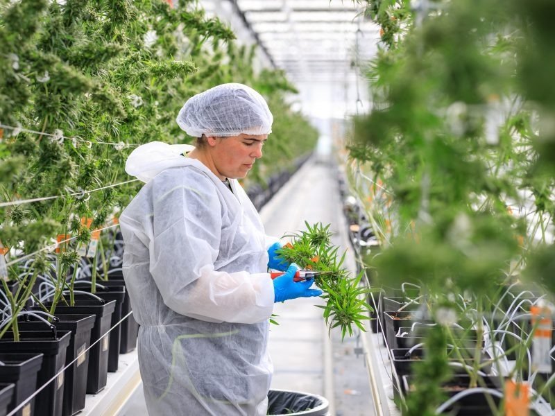 image Malta-based medical cannabis firm taps fast-growing German market