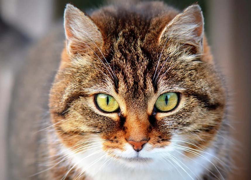 image Coronavirus: Cat in north catches virus from owners