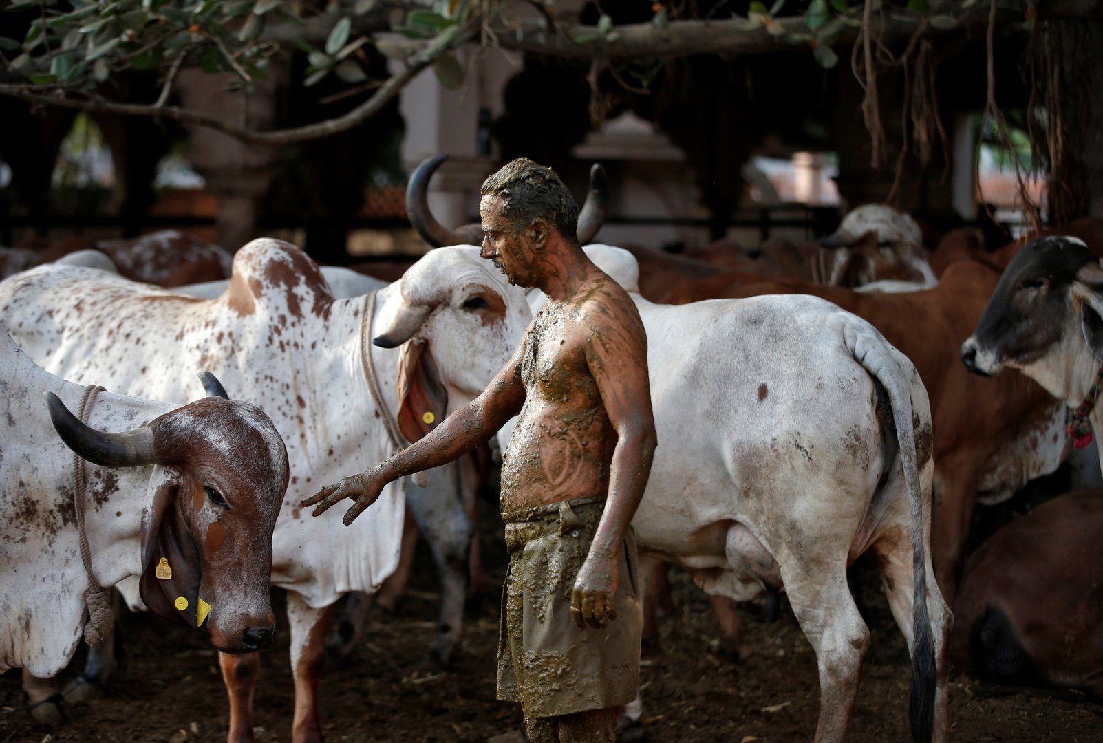 image Cow dung not a Covid cure warn Indian doctors