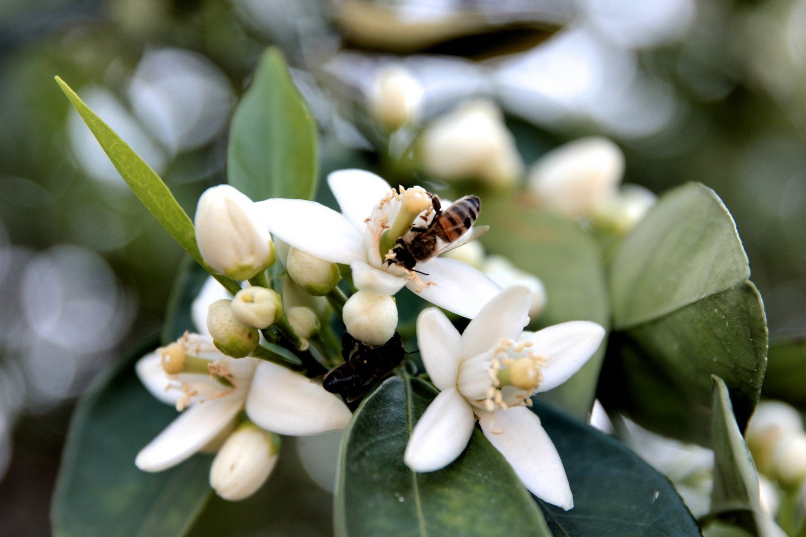 image Flowers mean bees