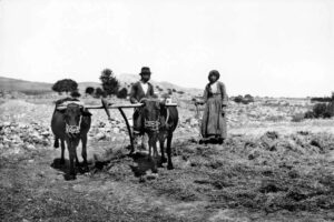 feature park3 agriculture in cyprus in the past