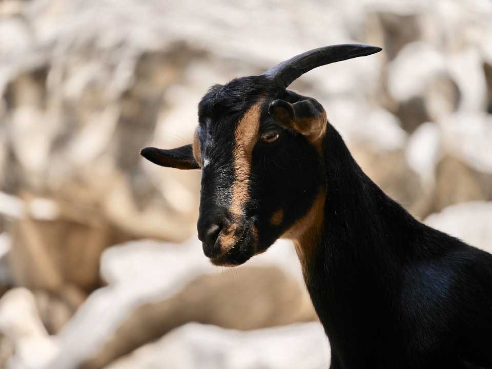 goat 2