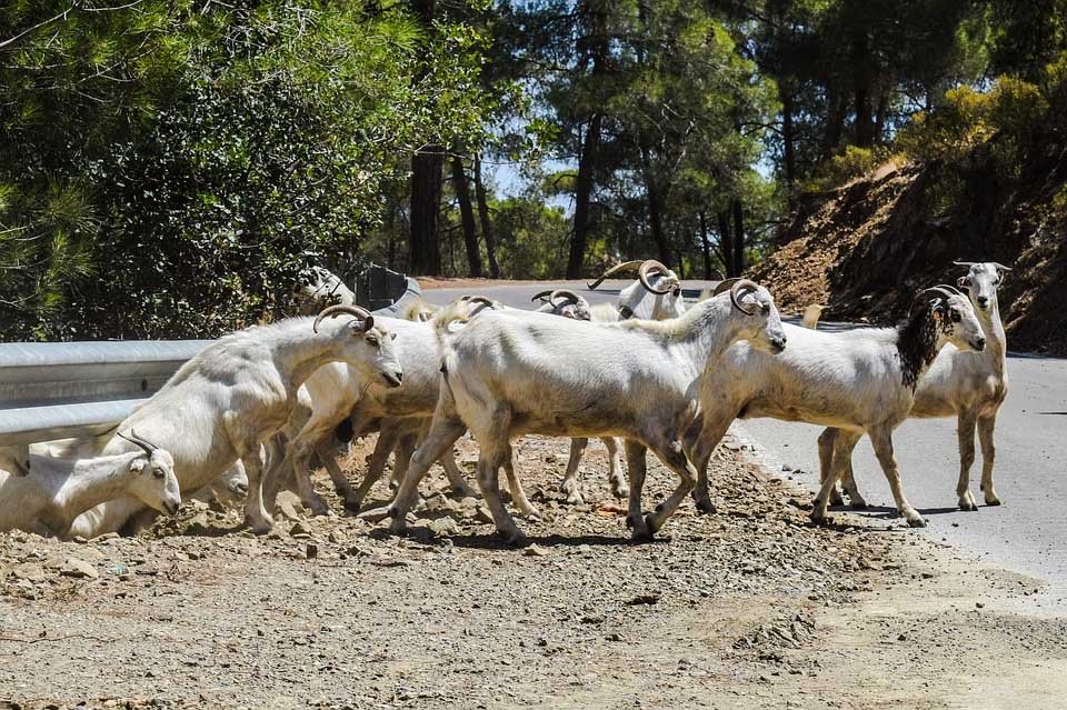 image Time for a rethink: the goats are innocent