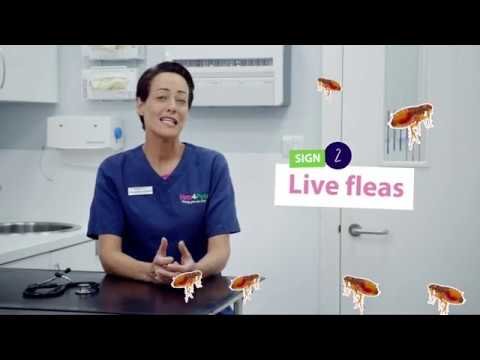image Cat fleas: what are they, and how to spot and get rid of them