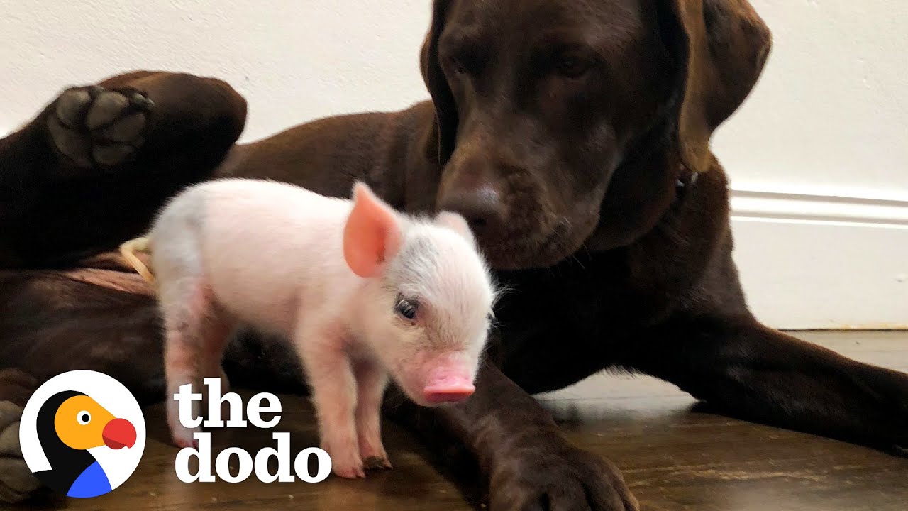 image How a tiny, runaway piglet finally found a sanctuary