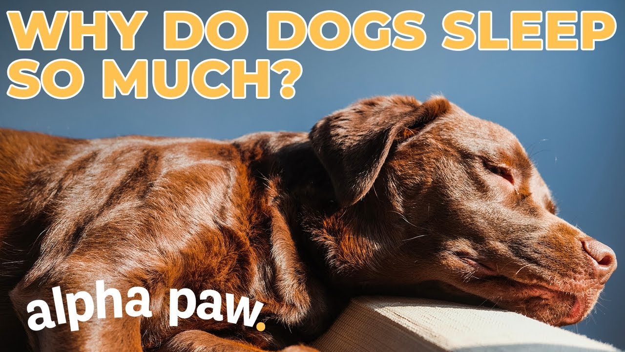 image Unique sleep cycles: why our dogs nap so much