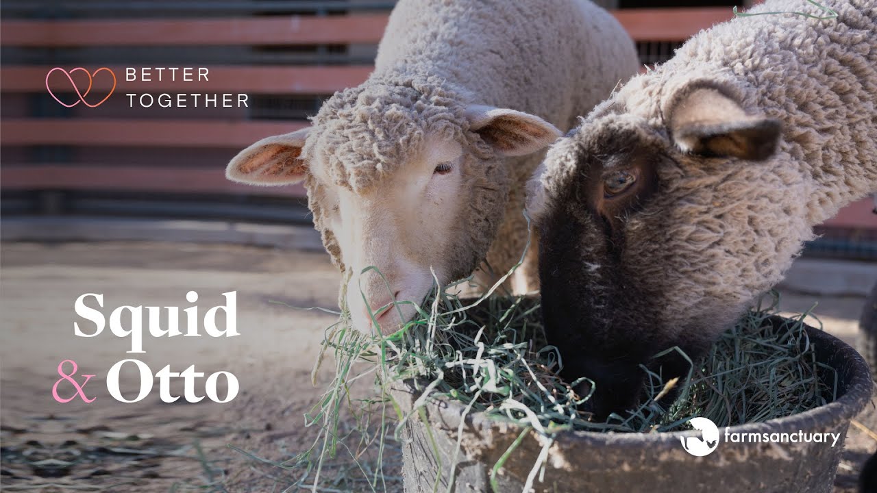 image How two special-needs lambs became fast friends after rescue