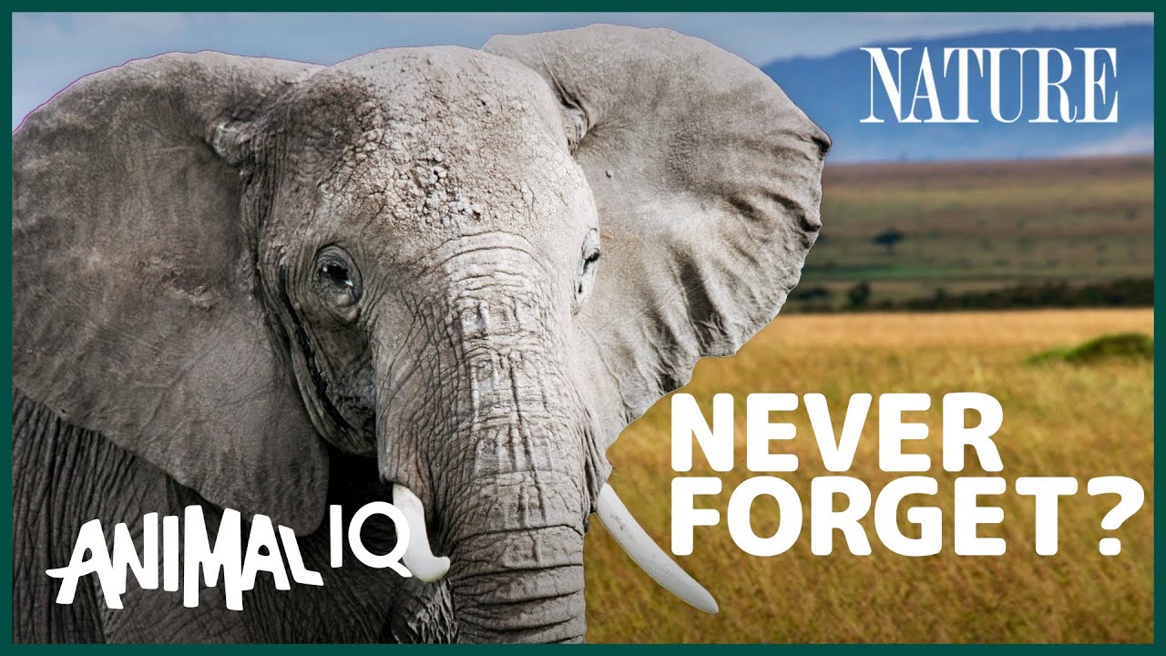 image Beyond memory: getting inside the minds of elephants