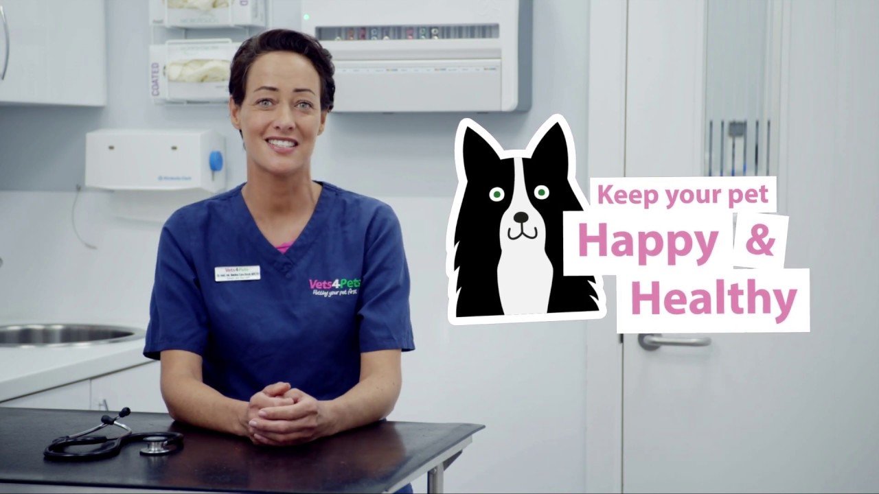 image How to identify and treat kennel cough in dogs