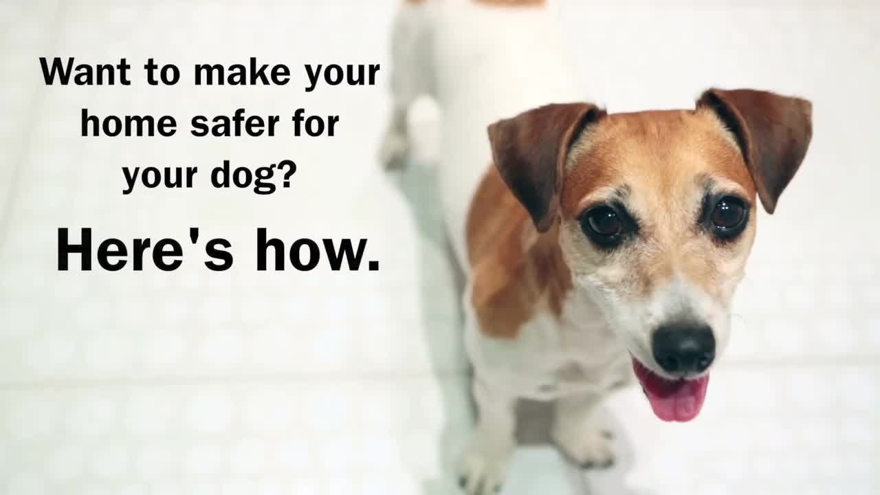 image Out of paws&#8217; way: top tips for dog-proofing your home