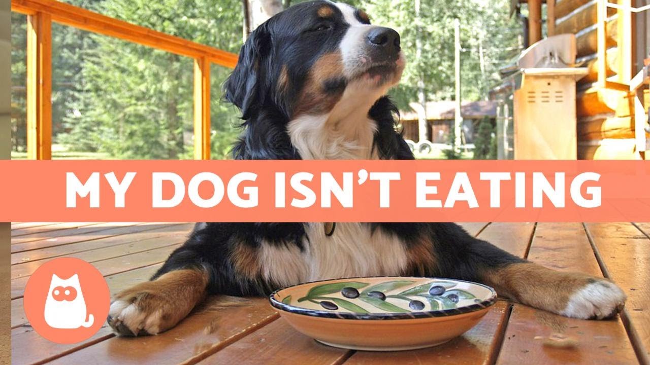 image Why dogs sometimes reject food and what to do about it