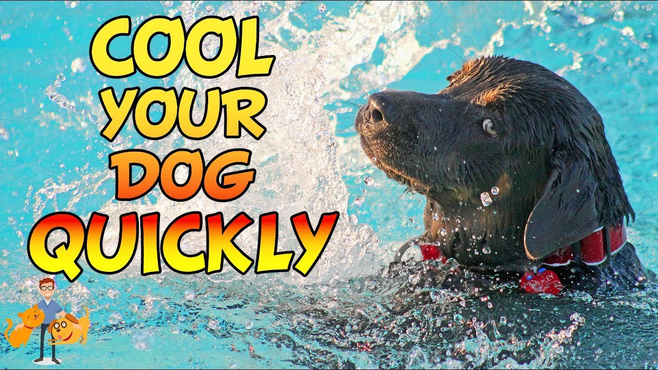 image Heatstroke in dogs: five emergency cool-down steps