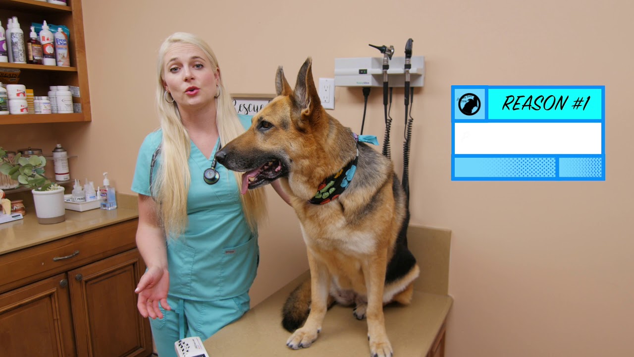 image Three life-saving reasons to microchip your dog