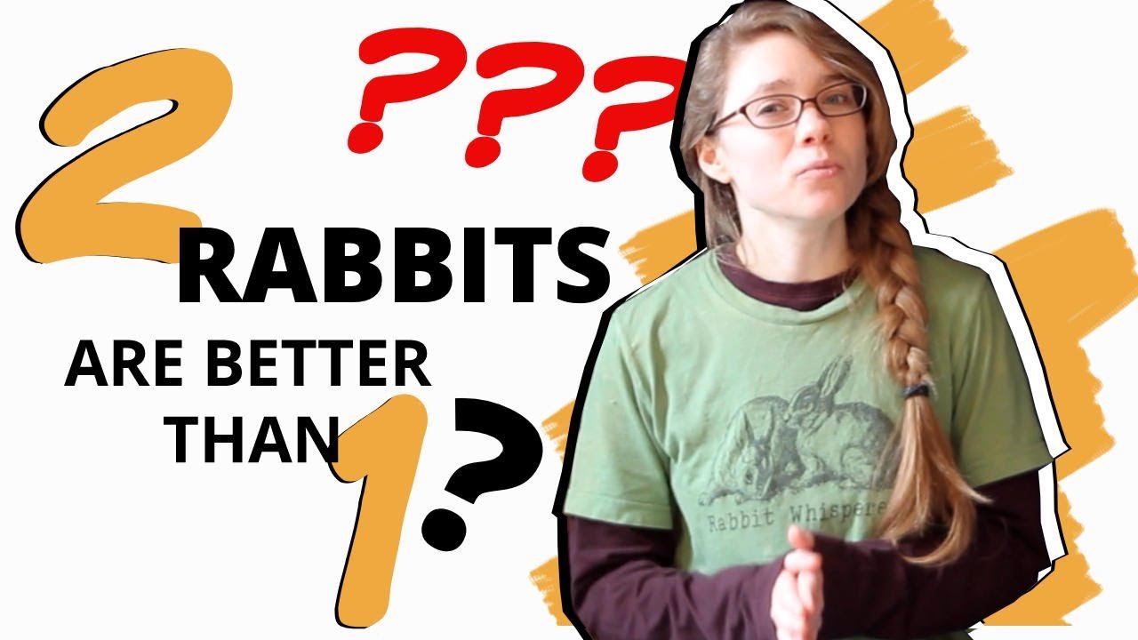 image Should you get your rabbit a bunny companion?