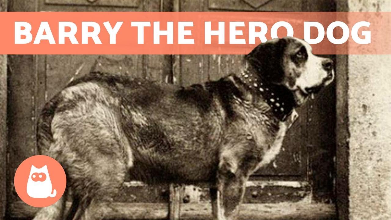 image Barry: the story of a heroic ancestor of today&#8217;s St. Bernard