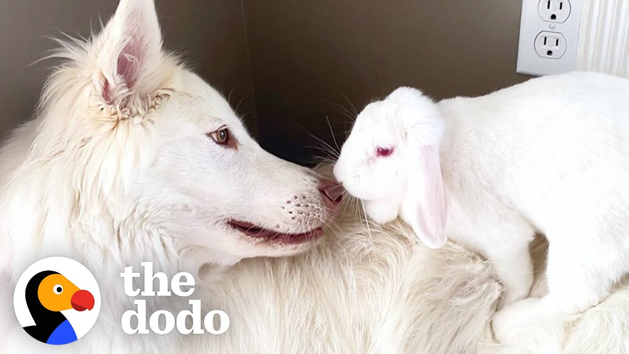image How a White Swiss Shepherd won over a rescued lop rabbit