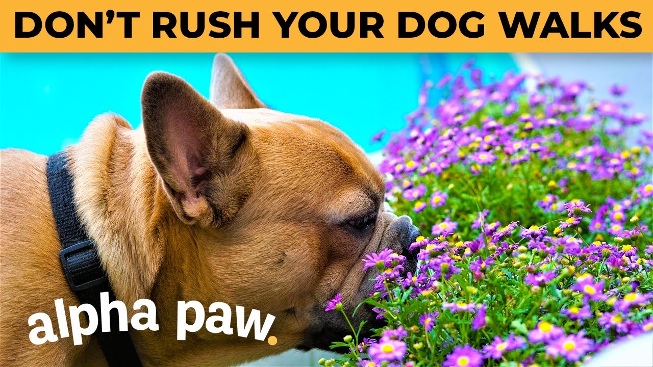 image Why we shouldn&#8217;t rush our dogs when we take them on walks