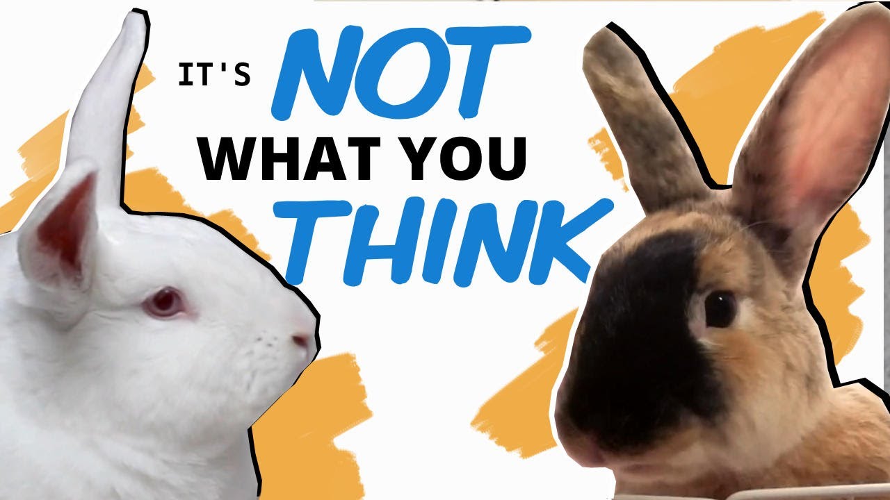 image Why are rabbits&#8217; ears so long? (It&#8217;s not about hearing)