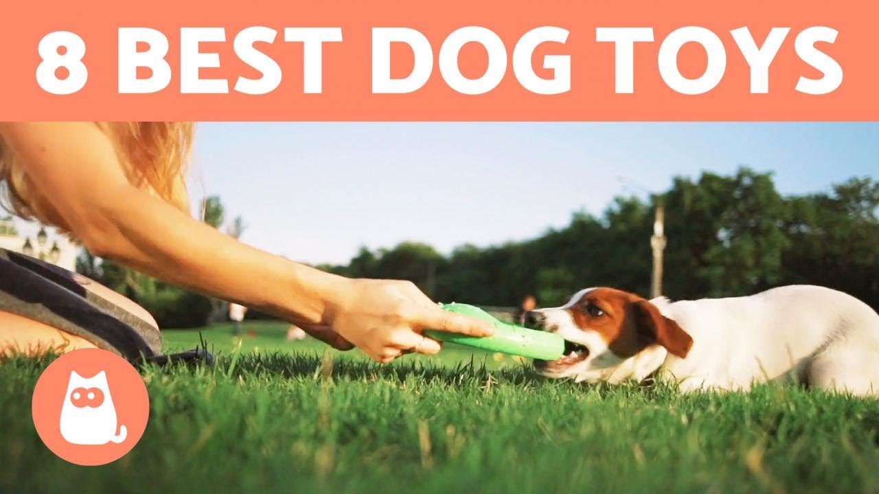 image Eight toys that contribute to overall wellness in dogs
