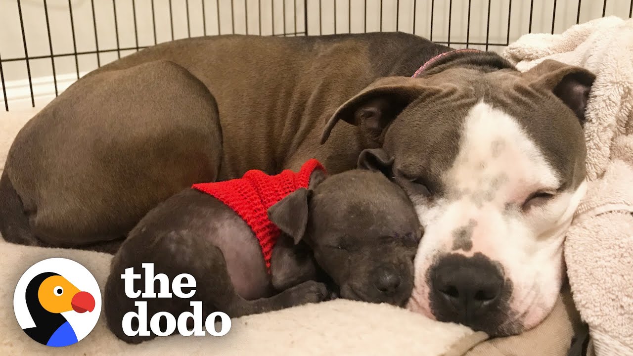 image How an abandoned pup healed a grieving mama dog&#8217;s heart
