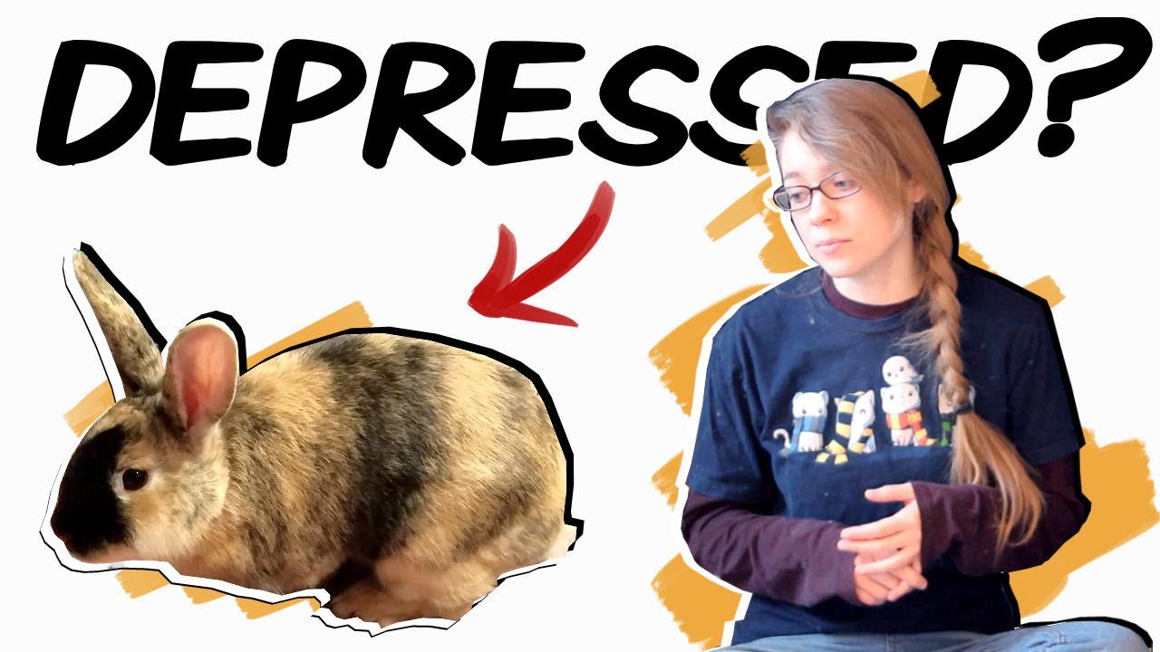 image Recognising depression in rabbits (and what to do about it)