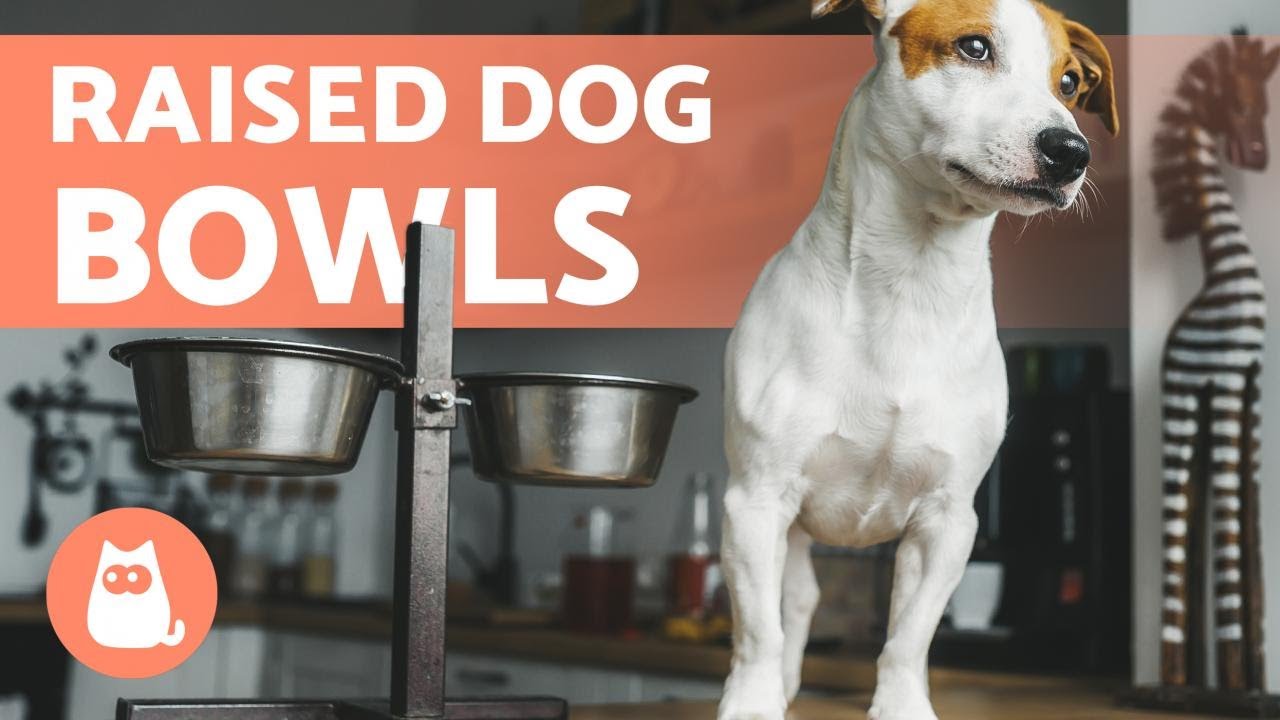 image Raised feeding bowls: how they impact dogs&#8217; digestion