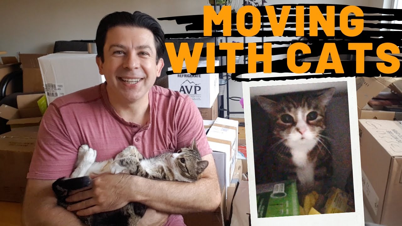 image How to manage cat stress when moving to a new home
