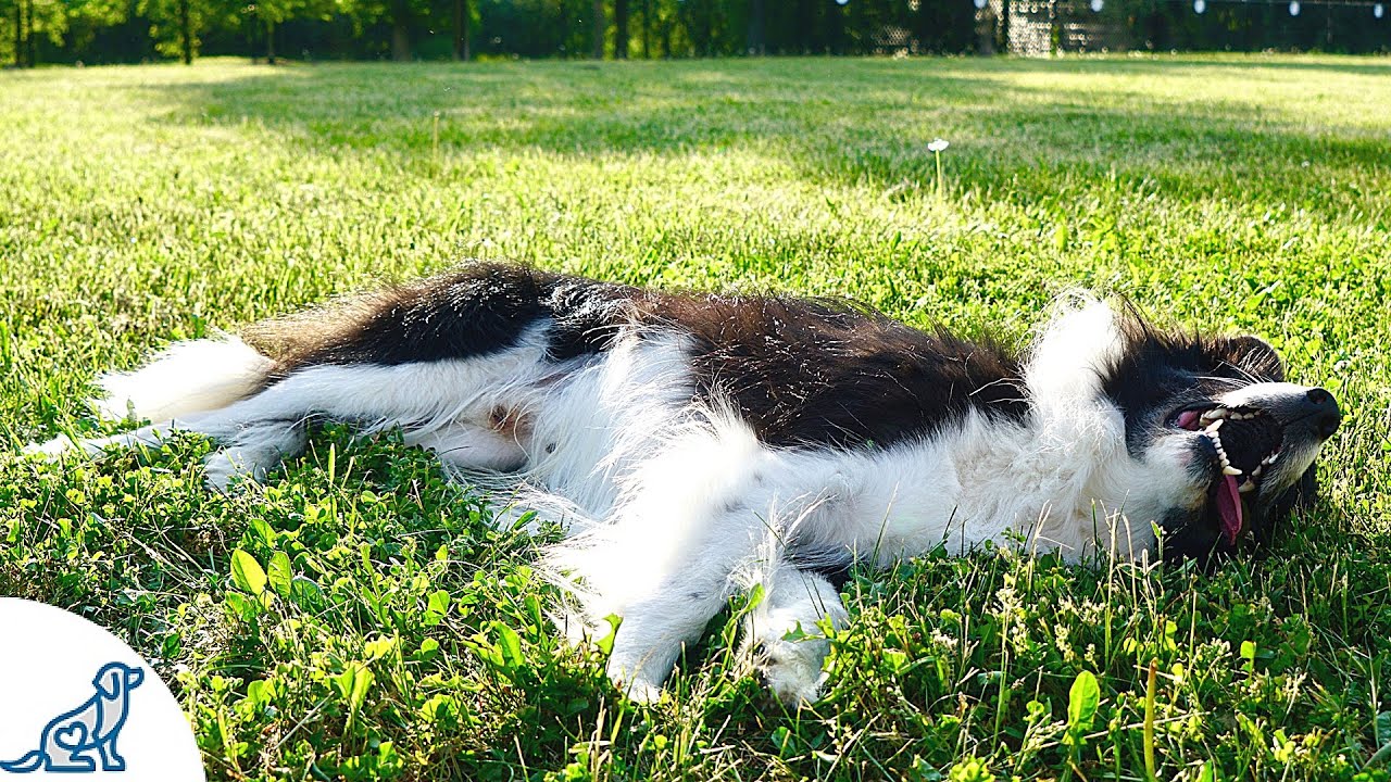 image Heatstroke in dogs: know the five signs of danger