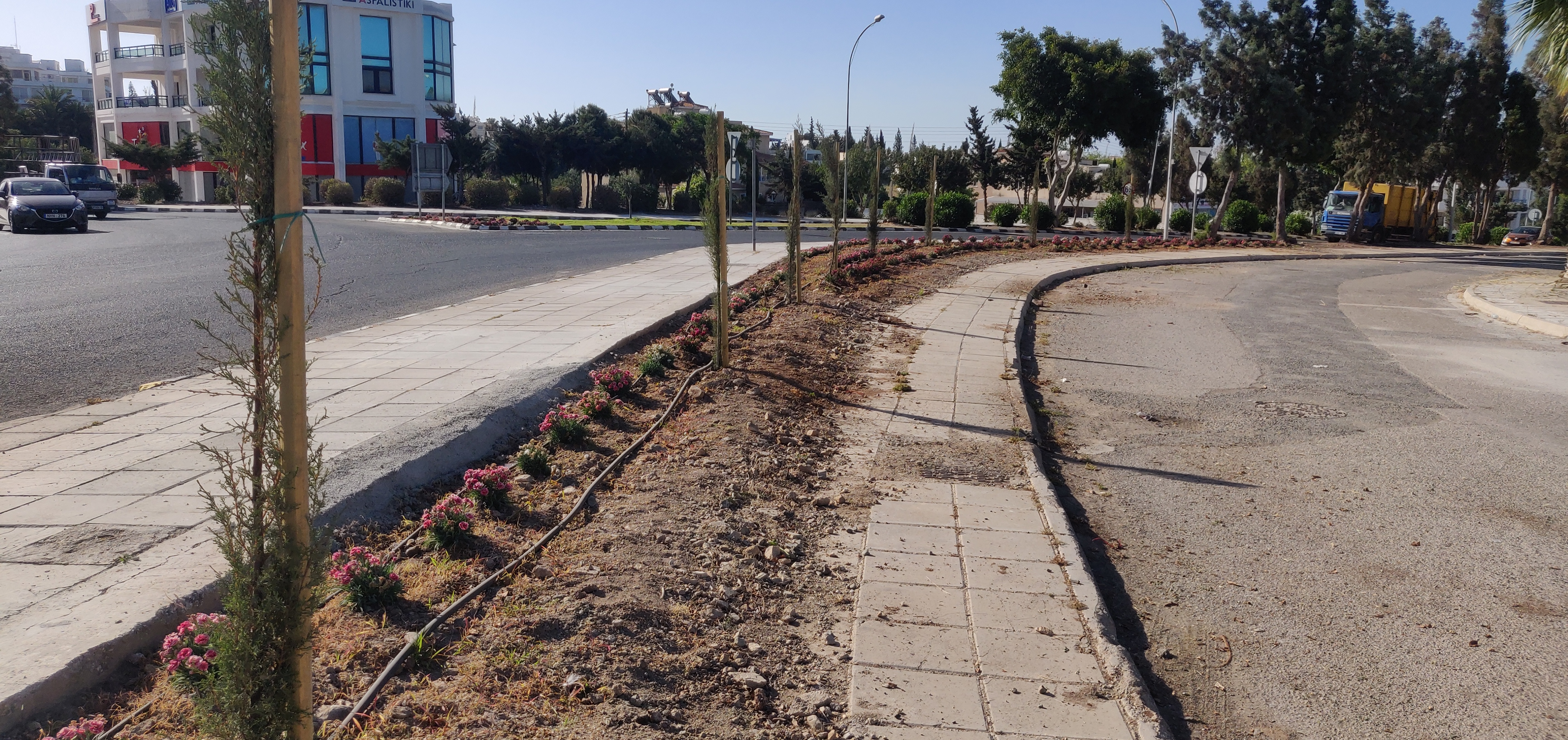 image Paphos cuts more ‘rotten’ trees along Europe Avenue