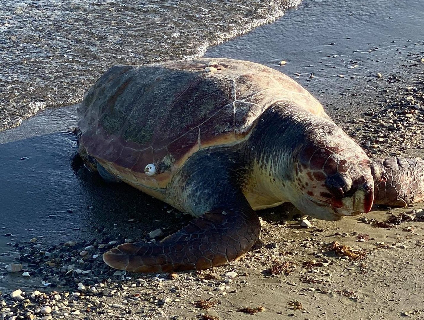 image Dead turtle found on Oroklini beach