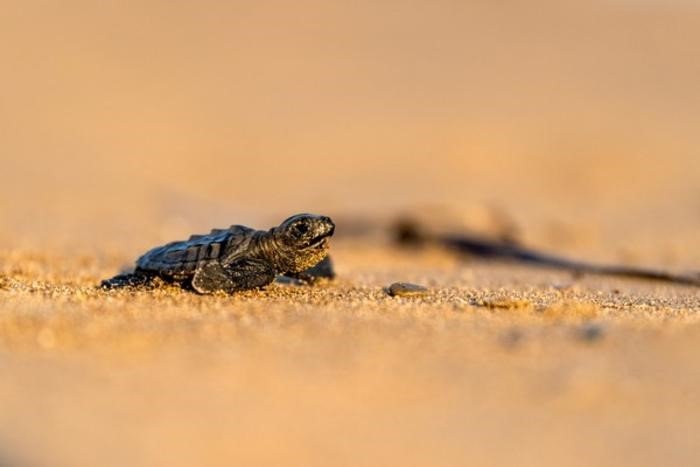 image Protect turtles, fisheries department says ahead of nesting season