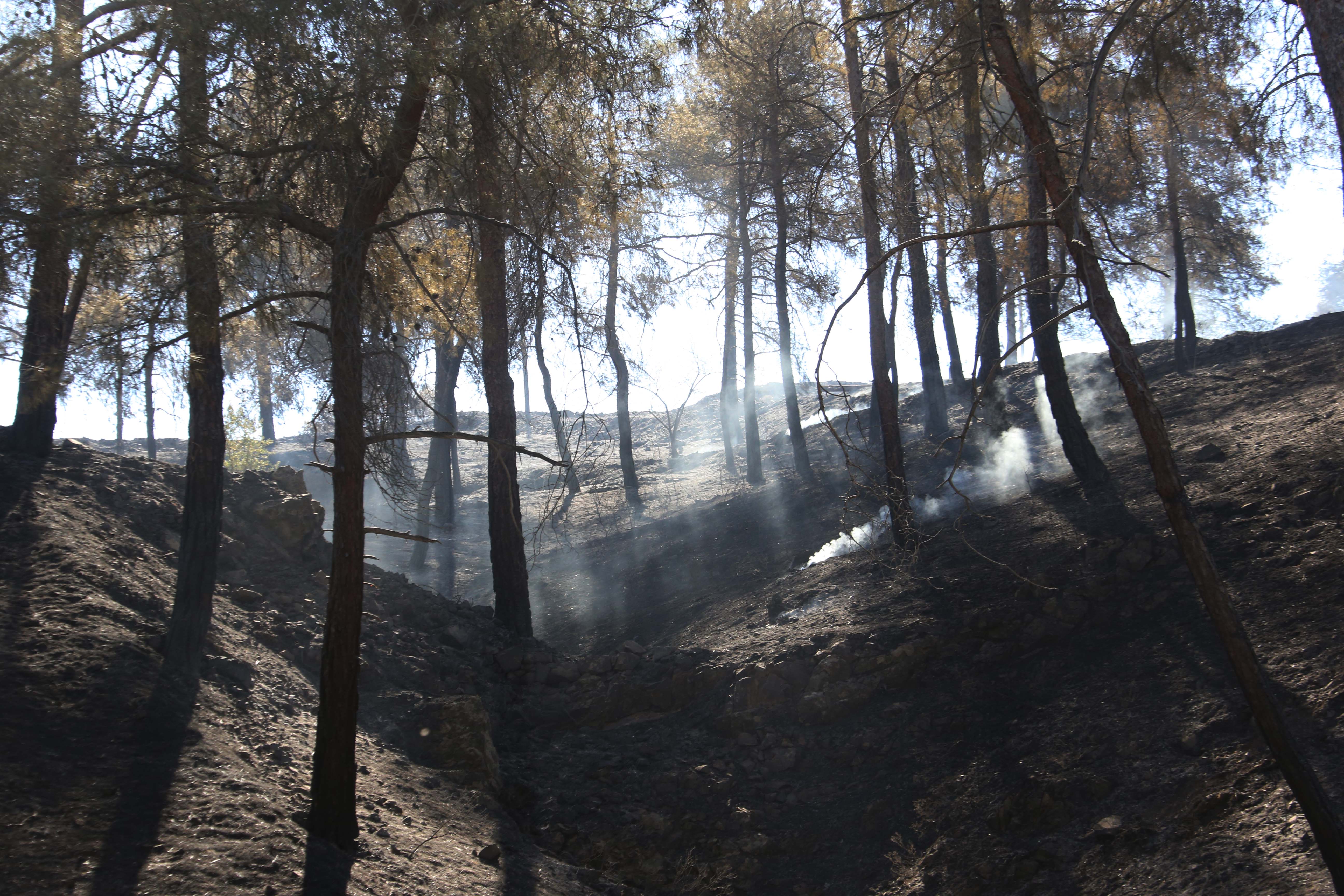 image Mandria blaze caused by fireworks
