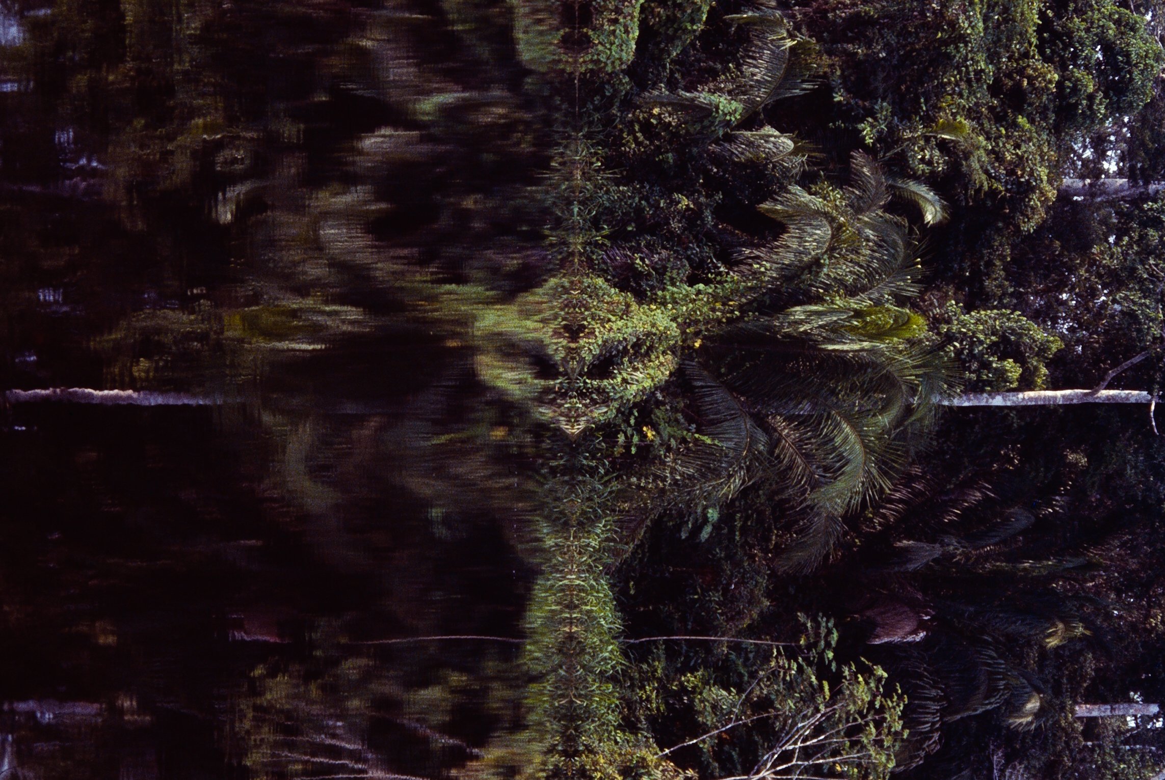 image Spirits of the Rainforest: innovative photography