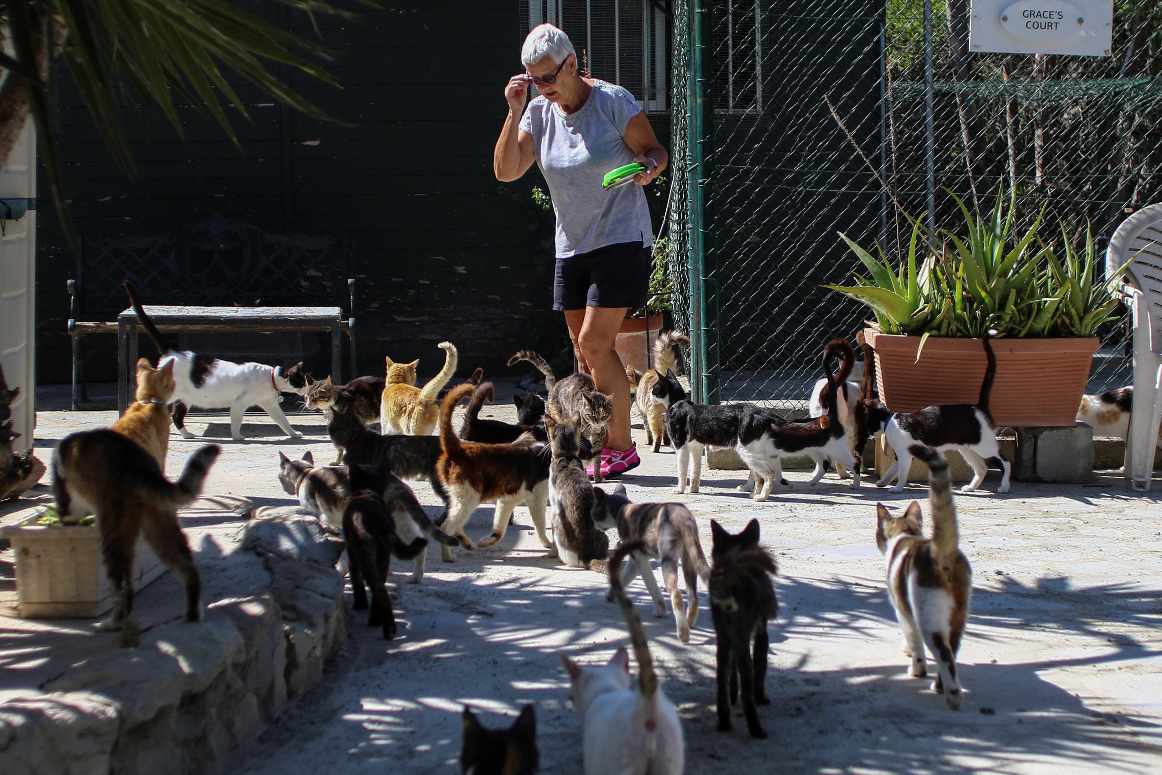 a volunteer feeds stray cats in malcolm's cat sanctuary in asomatos village in the outskirts of limassol