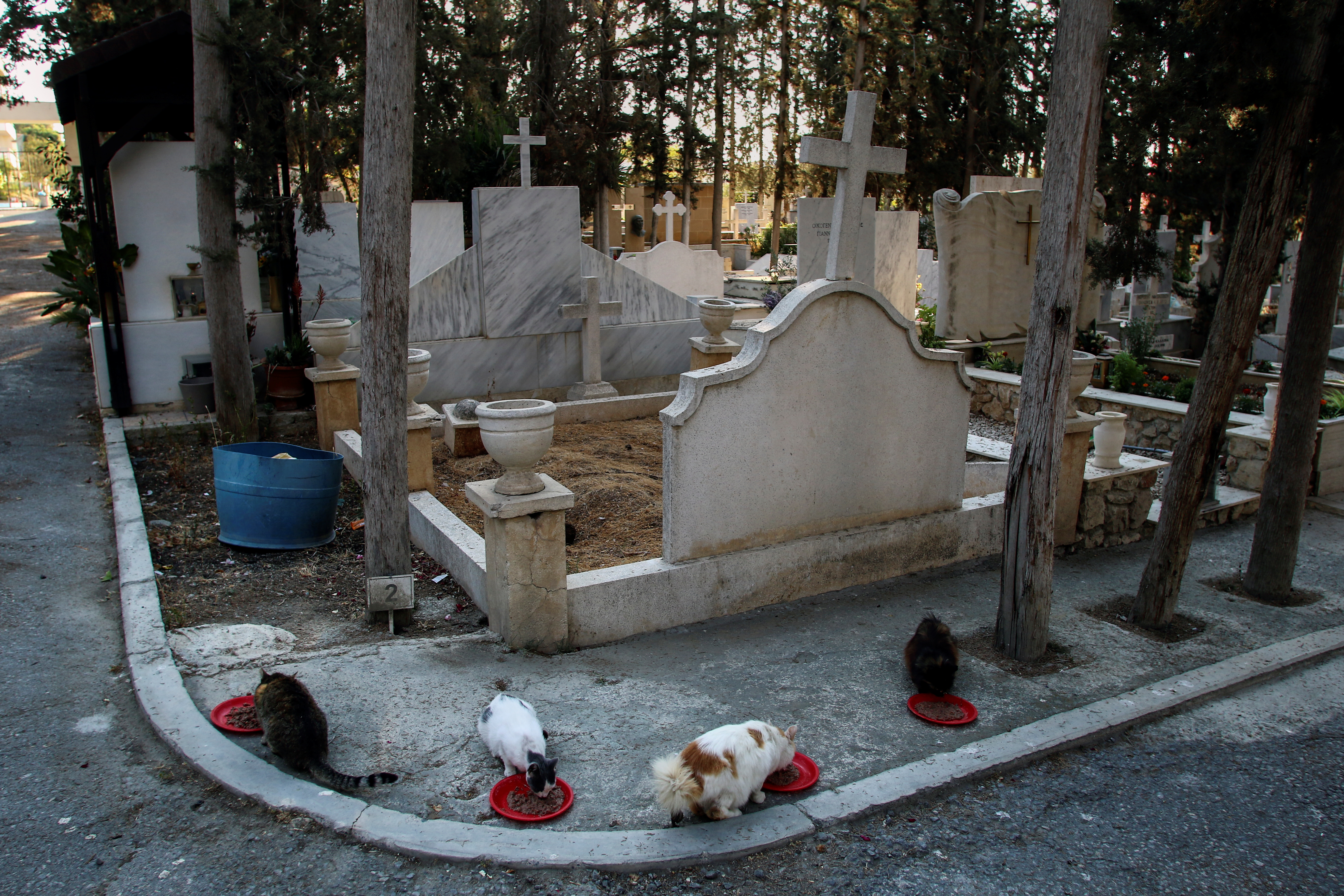 stray cats eat inside a cemetery in nicosia