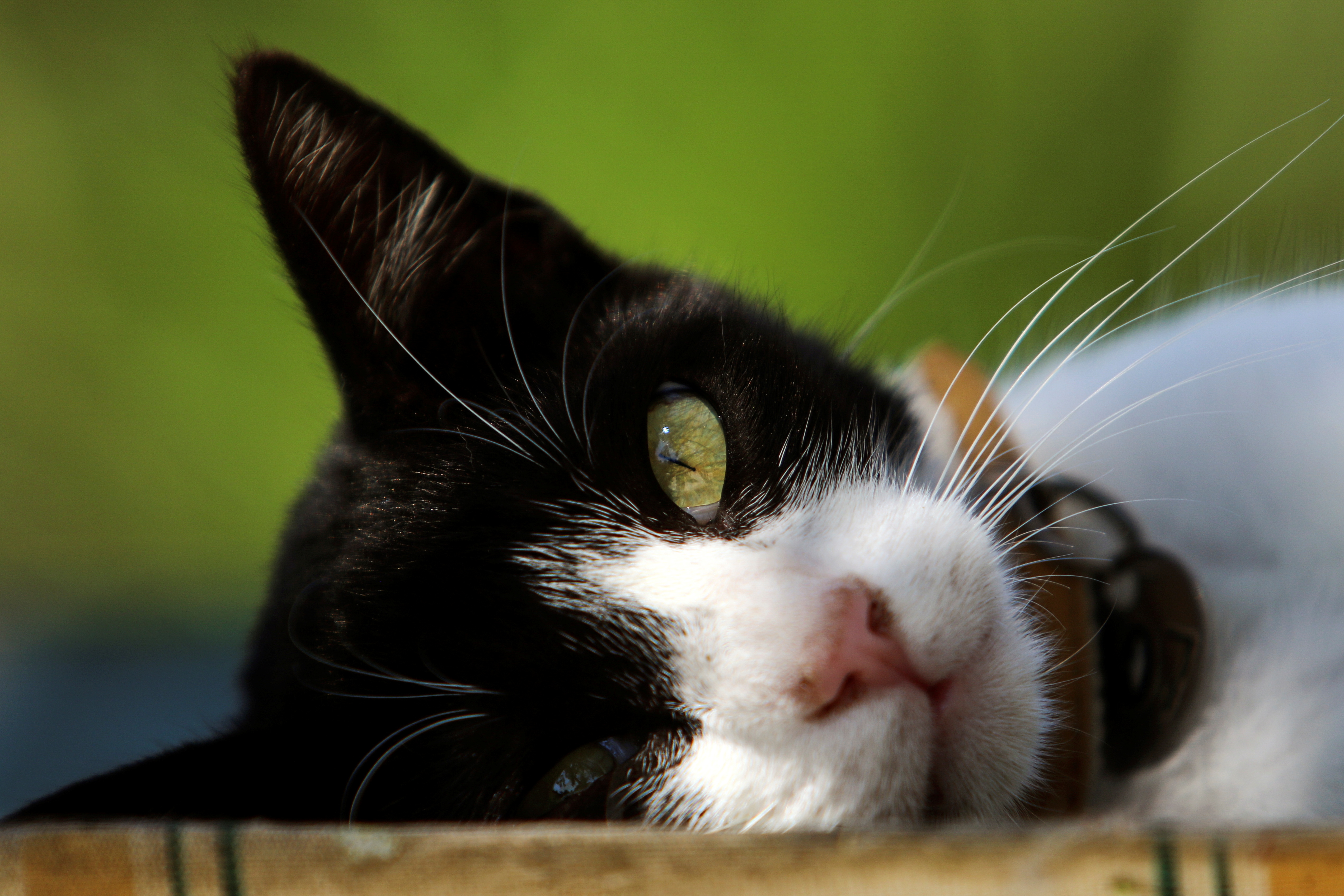 image Church service for animals to take place on Saturday