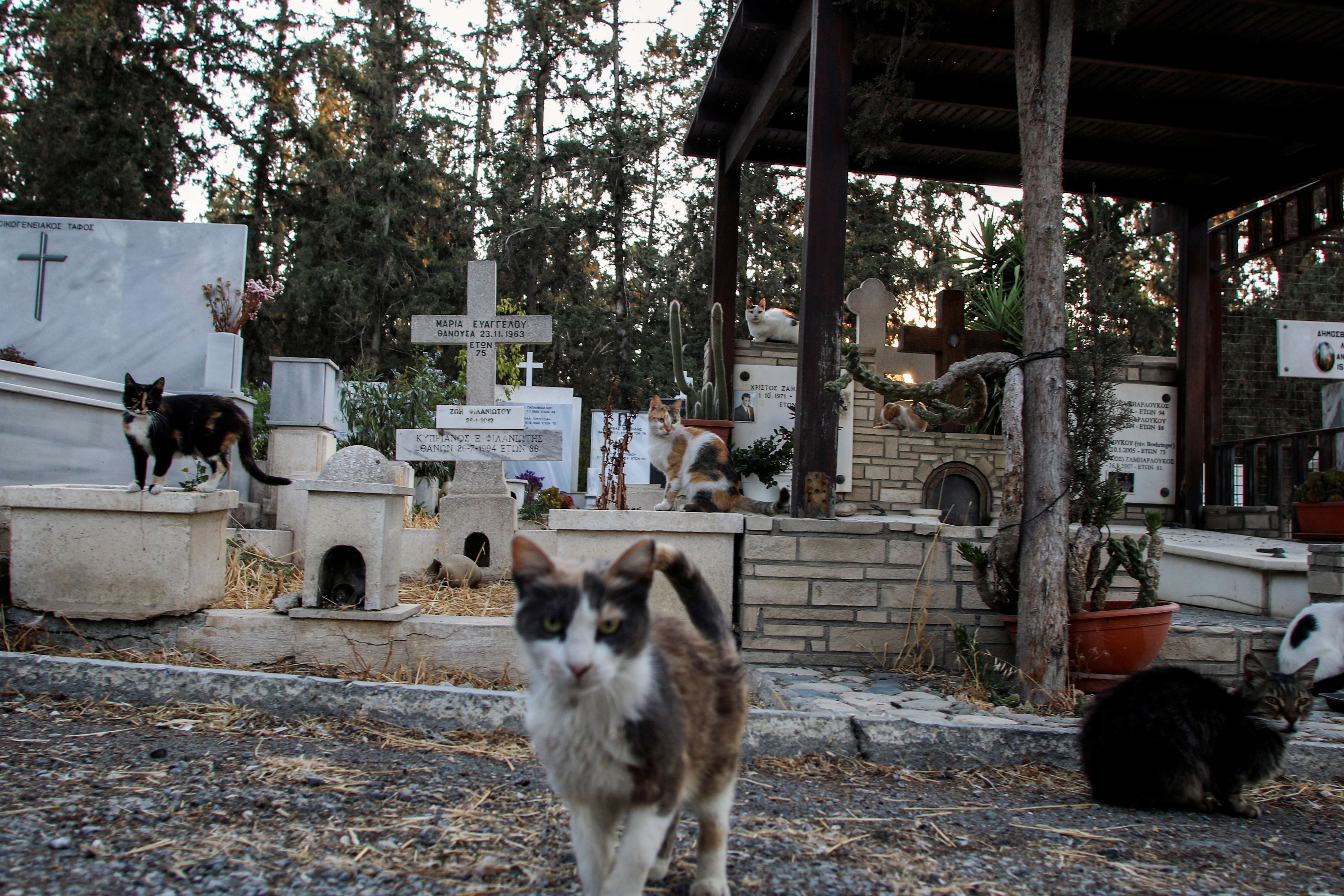 stray cats are seen inside a cemetery in nicosia