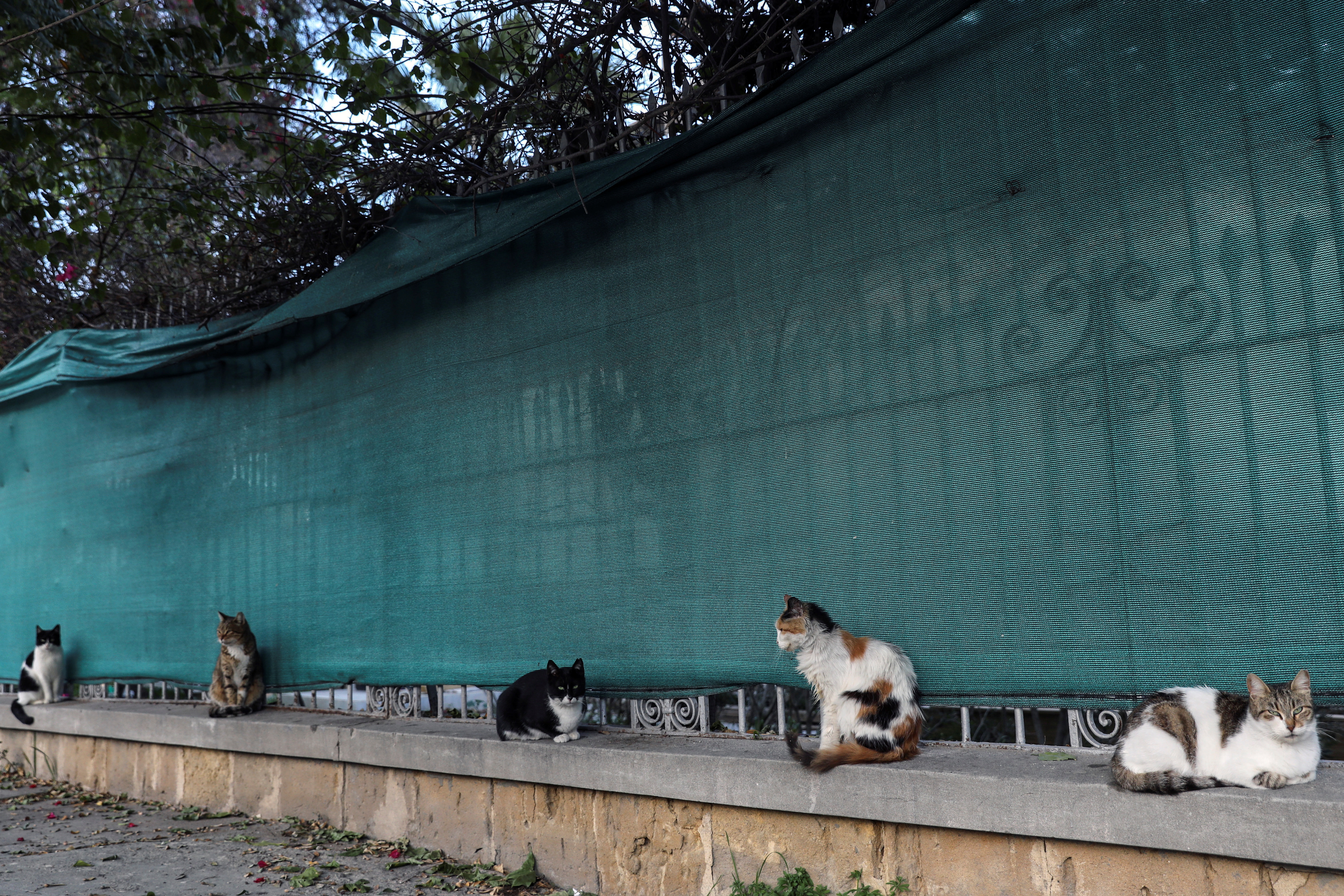 image Vets lodge final appeal to import drugs to fight cat Covid 